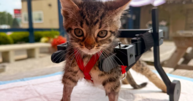 El gato que no podía caminar recibió una silla de ruedas impresa en 3D tras volverse viral