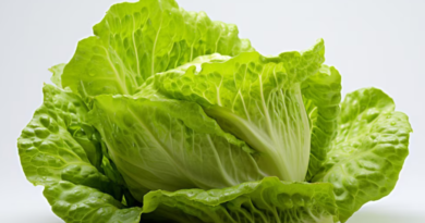 Del laboratorio a la ensalada: crean una “lechuga carnívora” que fabrica una proteína animal