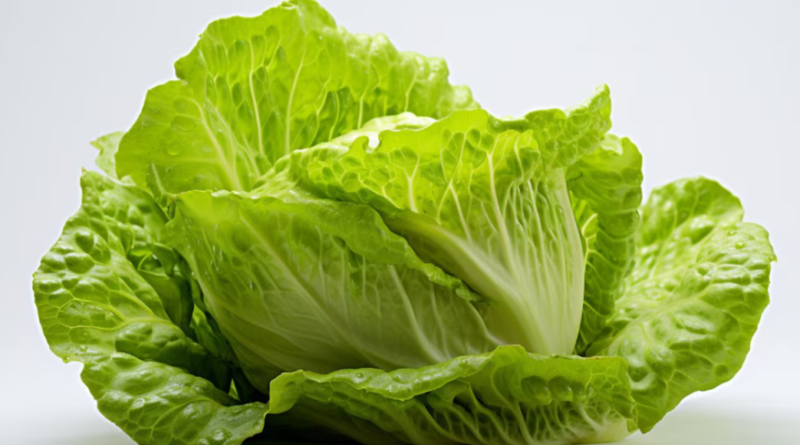 Del laboratorio a la ensalada: crean una “lechuga carnívora” que fabrica una proteína animal