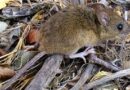 Venezuela confirmó tres muertes por hantavirus