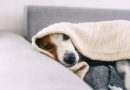 Cómo afecta el frío a los perros