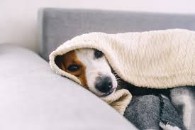 Cómo afecta el frío a los perros